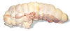 Turkey supreme